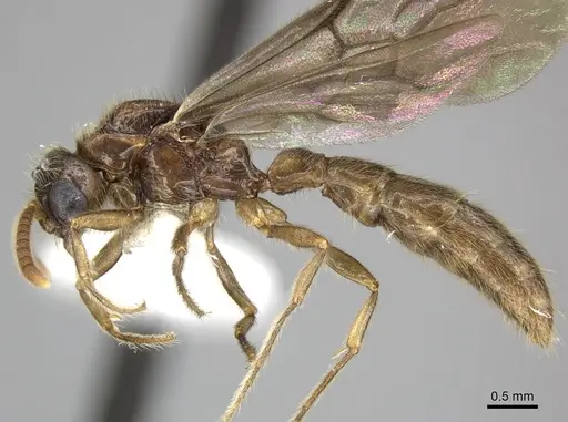 Acanthostichus quadratus specimen