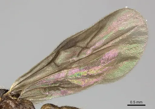 Acanthostichus quadratus - CASENT0249286