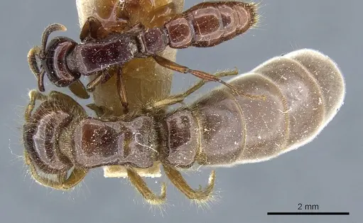 Acanthostichus quadratus - CASENT0903813