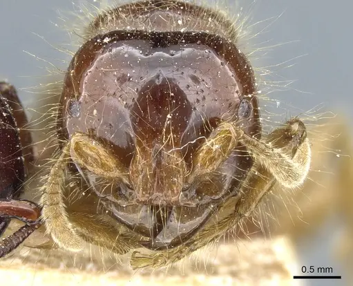 Acanthostichus quadratus - CASENT0903813
