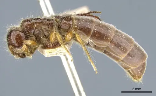 Acanthostichus quadratus - CASENT0903813