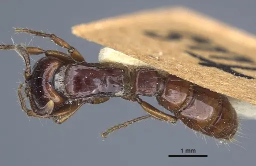 Acanthostichus quadratus - CASENT0916794