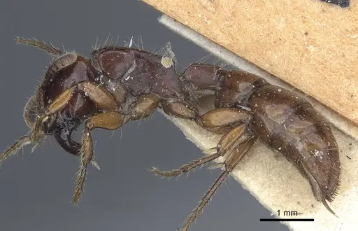 Acanthostichus quadratus - CASENT0916794