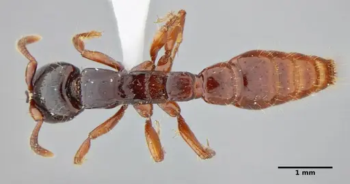 Acanthostichus quadratus - UFV-LABECOL-004315