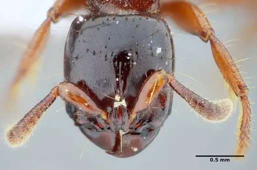 Acanthostichus quadratus - UFV-LABECOL-004315