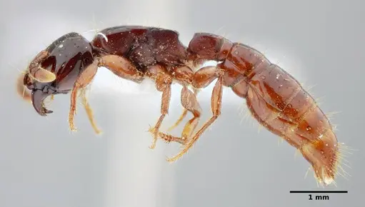 Acanthostichus quadratus - UFV-LABECOL-004315