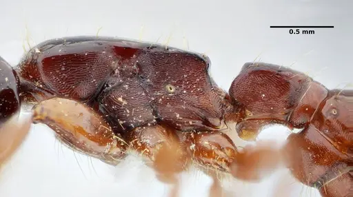 Acanthostichus quadratus - UFV-LABECOL-004315
