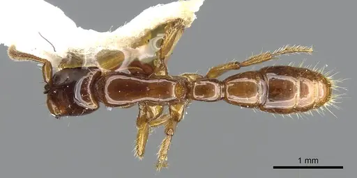 Acanthostichus quirozi specimen