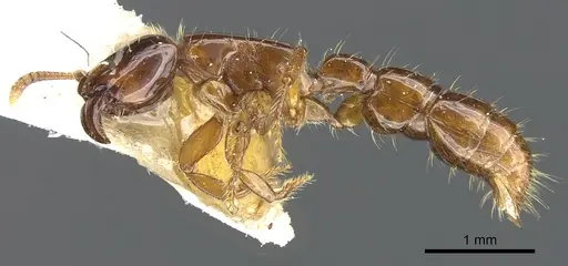 Acanthostichus quirozi specimen