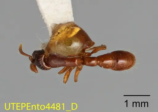 Acanthostichus quirozi - UTEPENTO4481