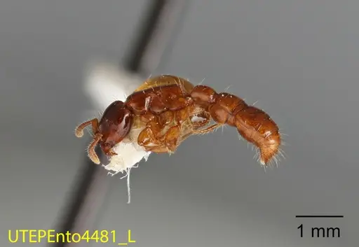 Acanthostichus quirozi - UTEPENTO4481
