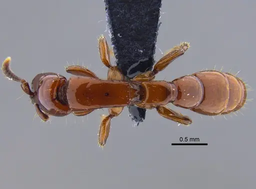 Acanthostichus sanchezorum specimen