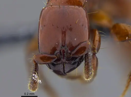 Acanthostichus sanchezorum specimen