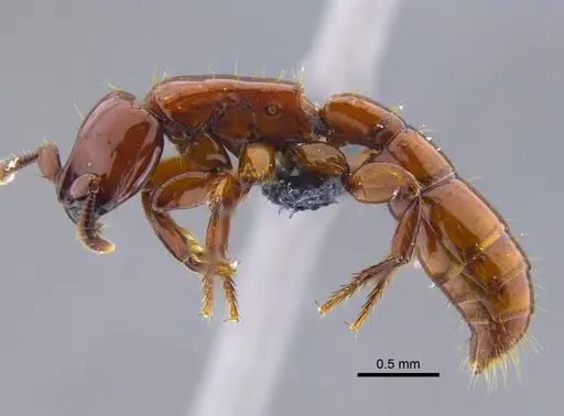 Acanthostichus sanchezorum specimen