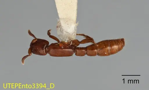 Acanthostichus sanchezorum - UTEPENTO3394