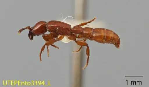 Acanthostichus sanchezorum - UTEPENTO3394