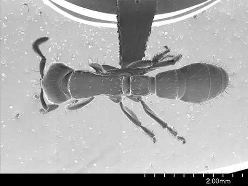 Acanthostichus serratulus specimen