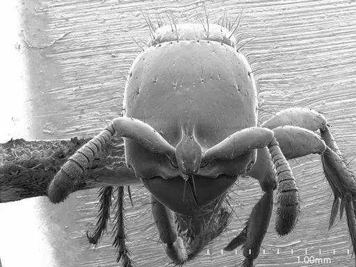 Acanthostichus serratulus specimen