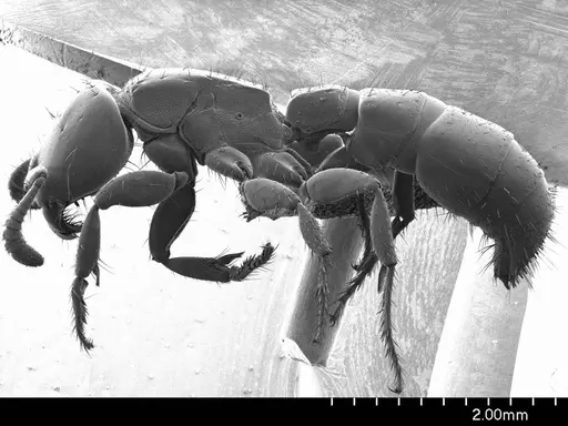 Acanthostichus serratulus - ANTWEB1008492