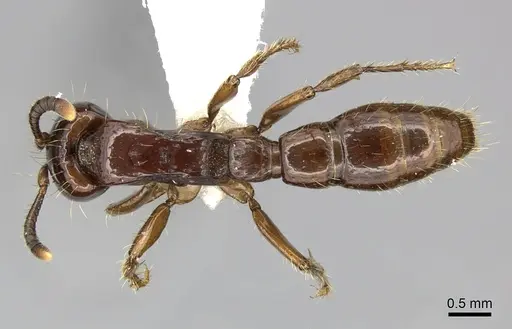 Acanthostichus serratulus - CASENT0249287