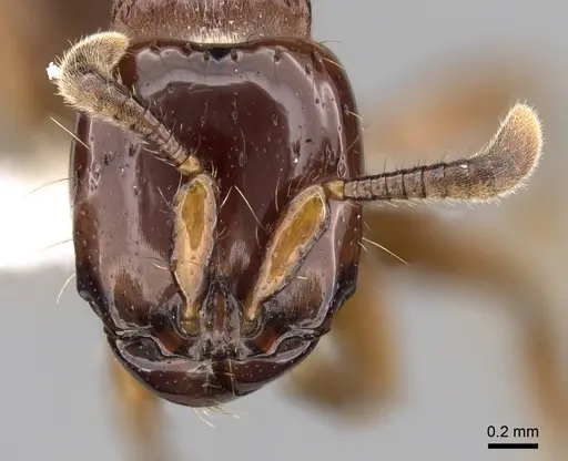 Acanthostichus serratulus - CASENT0249287