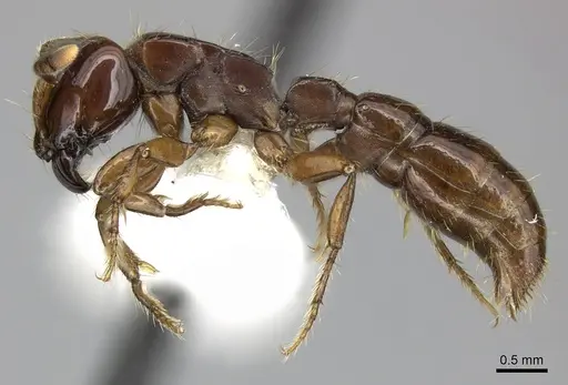 Acanthostichus serratulus - CASENT0249287