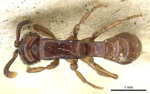 Acanthostichus serratulus - CASENT0903667