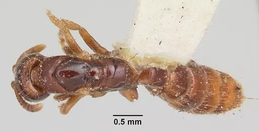 Acanthostichus texanus specimen