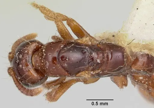 Acanthostichus texanus specimen