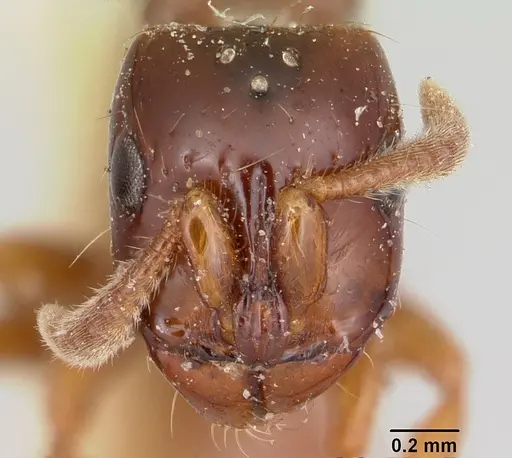 Acanthostichus texanus specimen