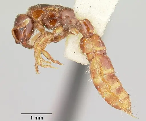 Acanthostichus texanus - CASENT0103130