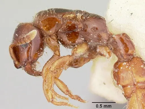 Acanthostichus texanus - CASENT0103130