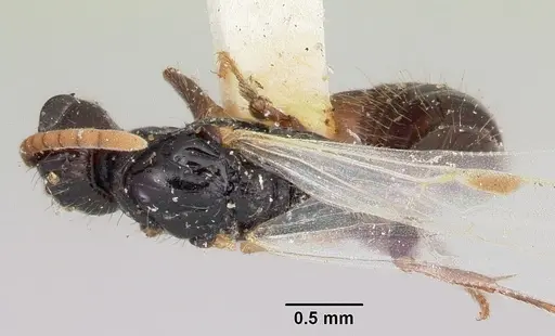 Acanthostichus texanus - CASENT0103131