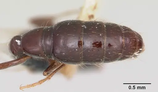Acanthostichus texanus - CASENT0103131