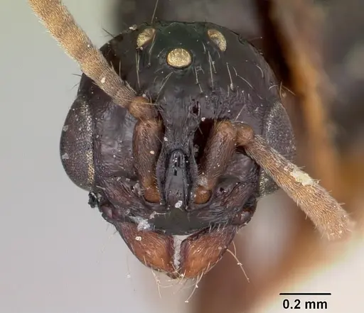 Acanthostichus texanus - CASENT0103131