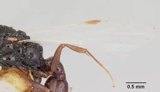 Acanthostichus texanus - CASENT0103131