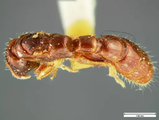 Acanthostichus texanus - CASENT0105577