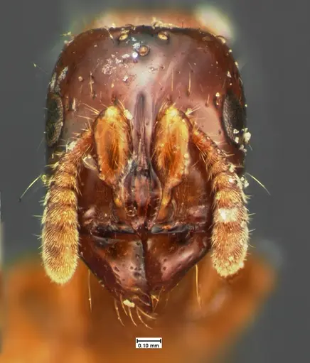 Acanthostichus texanus - CASENT0105577