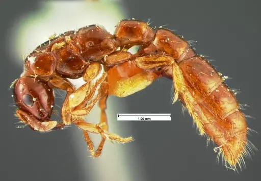 Acanthostichus texanus - CASENT0105577