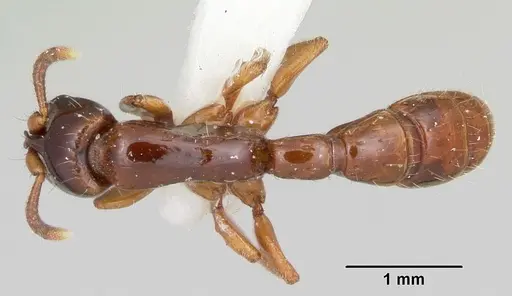 Acanthostichus texanus - CASENT0105578