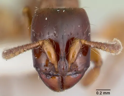 Acanthostichus texanus - CASENT0105578