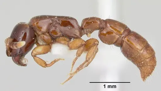 Acanthostichus texanus - CASENT0105578