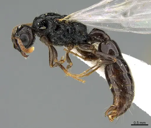 Acanthostichus texanus - CASENT0923569