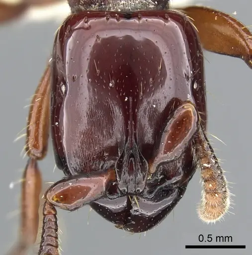 Acanthostichus truncatus specimen