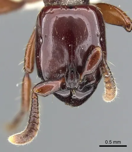 Acanthostichus truncatus specimen