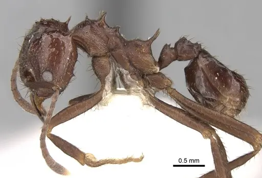 Acromyrmex ambiguus specimen