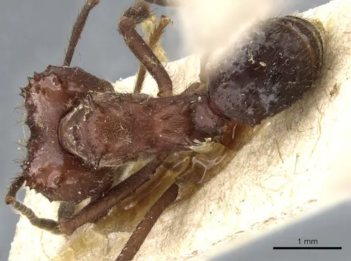 Acromyrmex ambiguus - CASENT0905001