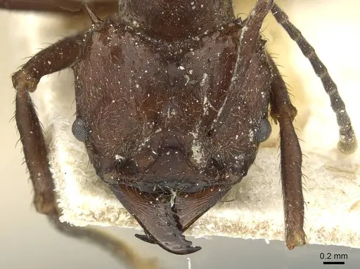 Acromyrmex ambiguus - CASENT0912439