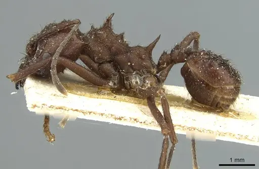 Acromyrmex ambiguus - CASENT0912439