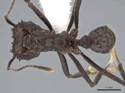 Acromyrmex ambiguus - CASENT0922019